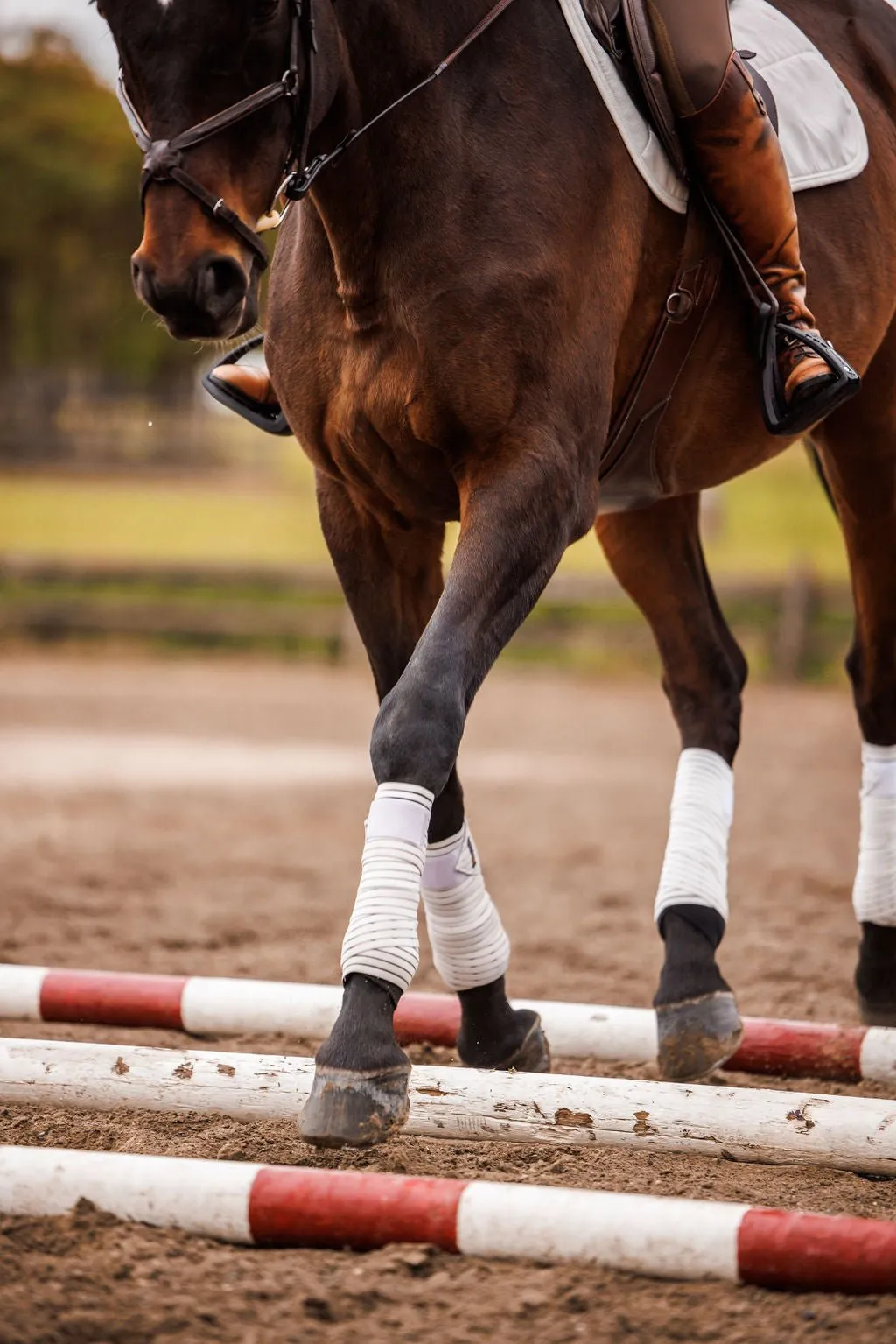 Anatomeq CoolSupport Combi Polos for Sensitive Horses