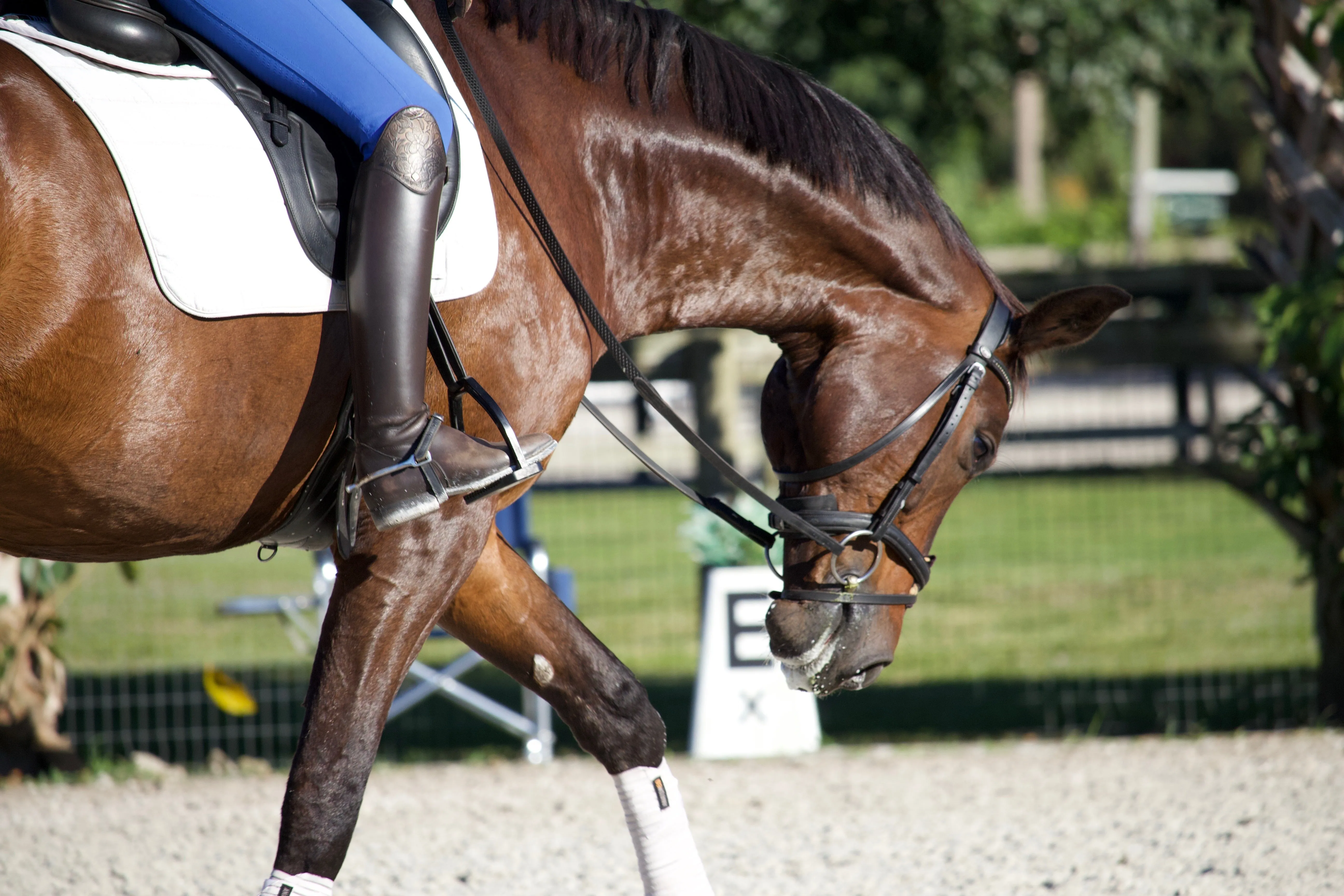 Anatomeq CoolSupport Combi Polos for Sensitive Horses