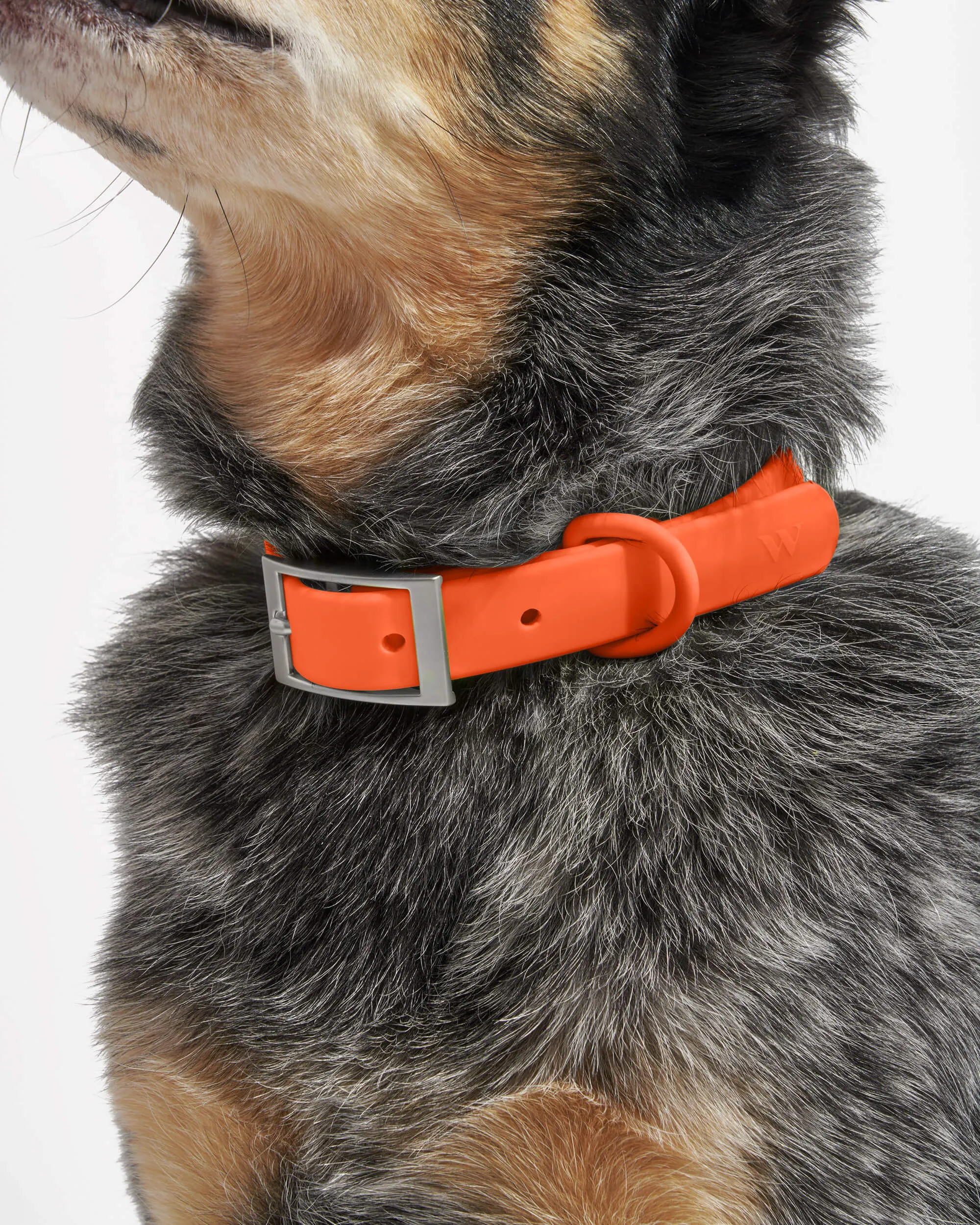 Collar Walk & Treat Kit